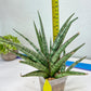Sansevieria Crown up (#C6) | Imported Plants | Rare Hybrid Species