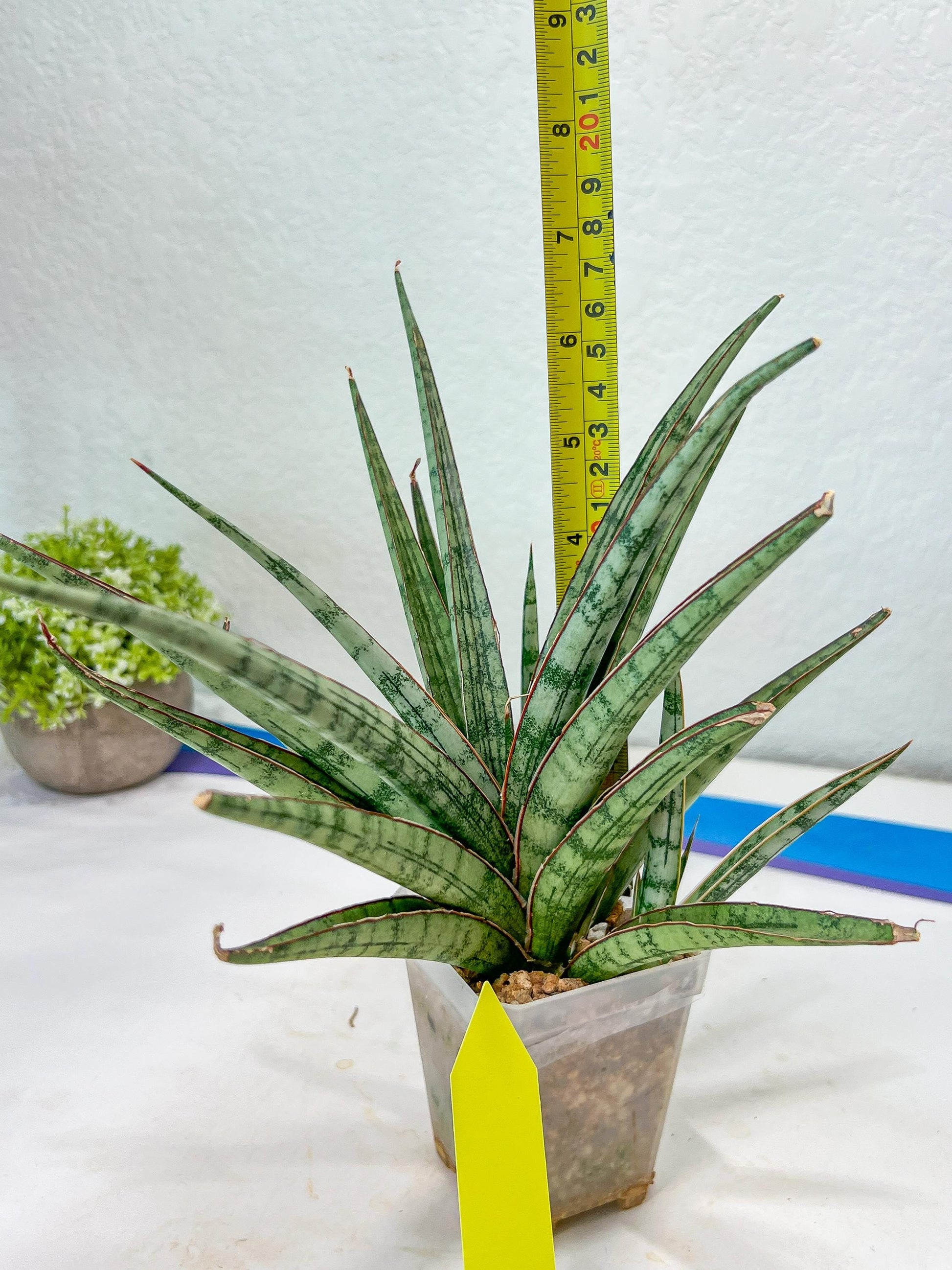 Sansevieria Crown up (#C6) | Imported Plants | Rare Hybrid Species