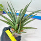Sansevieria Crown up (#C6) | Imported Plants | Rare Hybrid Species