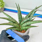 Sansevieria Crown up (#C6.5) | Imported Snake Plants