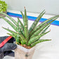 Sansevieria Crown up (#C6.5) | Imported Snake Plants