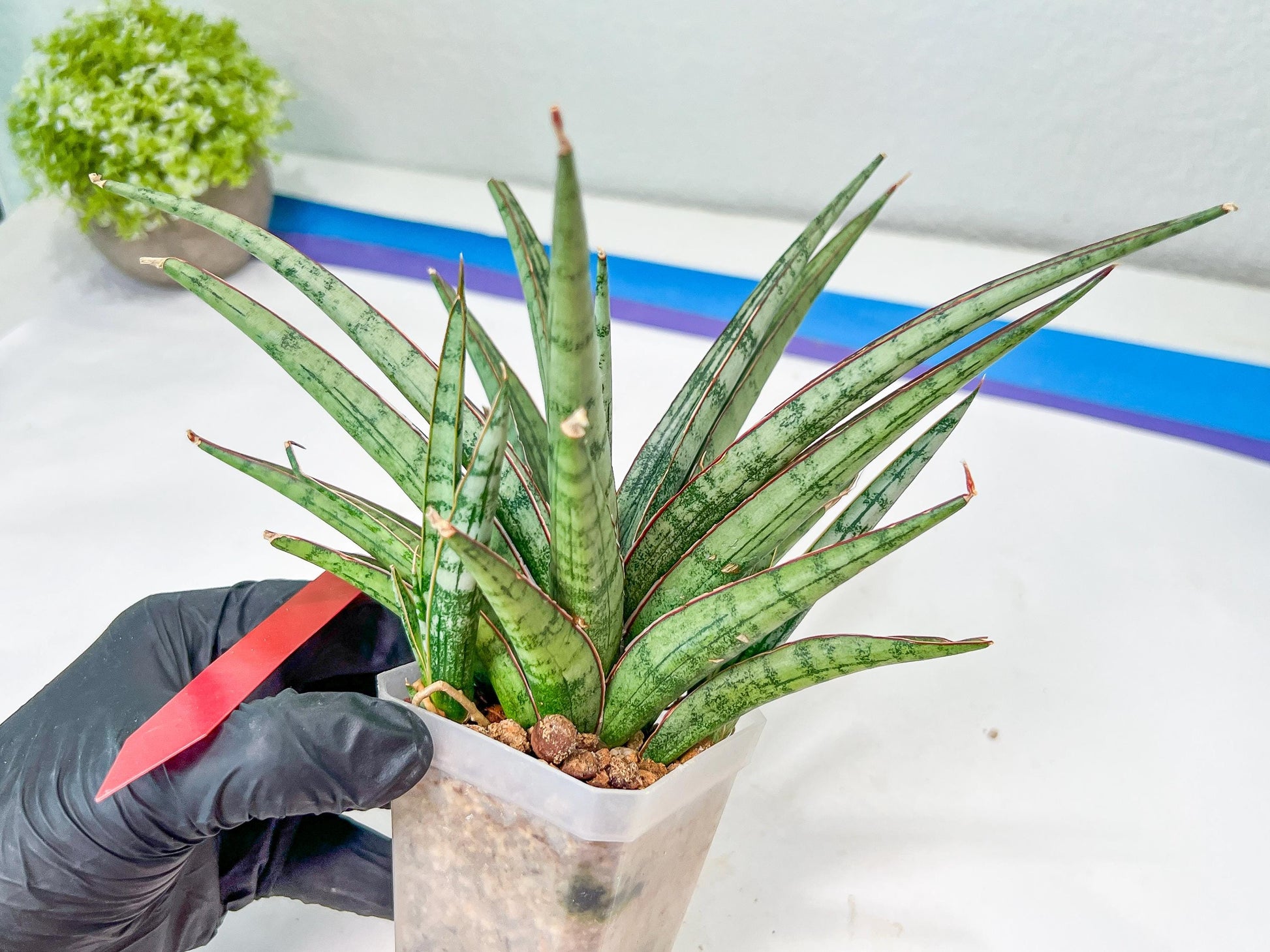Sansevieria Crown up (#C6.5) | Imported Snake Plants