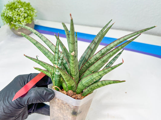 Sansevieria Crown up (#C6.5) | Imported Snake Plants