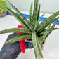 Sansevieria Crown up (#C6.5) | Imported Snake Plants