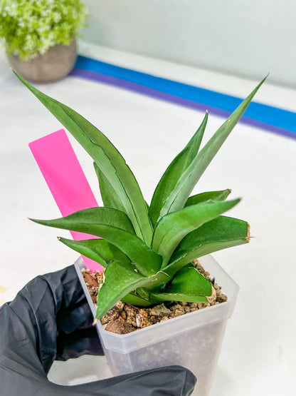 Sansevieria Manee Thewee (PH4) | Rare Imported Hybrids