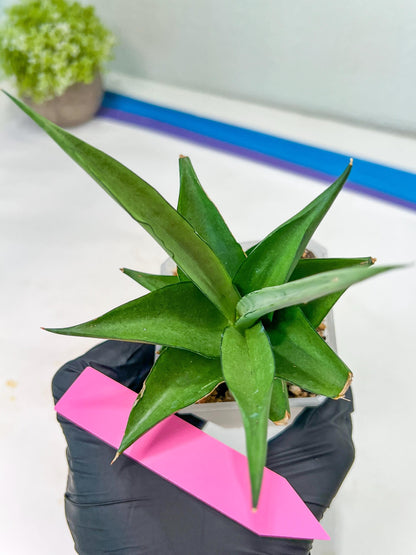 Sansevieria Manee Thewee (PH4) | Rare Imported Hybrids