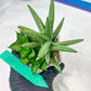 Sansevieria Yaya (PH5) | Rare Imported House Plants