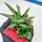 Sansevieria Yaya (PH5) | Rare Imported House Plants