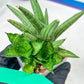 Sansevieria Yaya (PH5) | Rare Imported House Plants