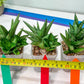 Sansevieria Yaya (PH5) | Rare Imported House Plants