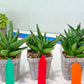 Sansevieria Yaya (PH5) | Rare Imported House Plants