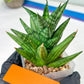Sansevieria Yaya (PH5) | Rare Imported House Plants