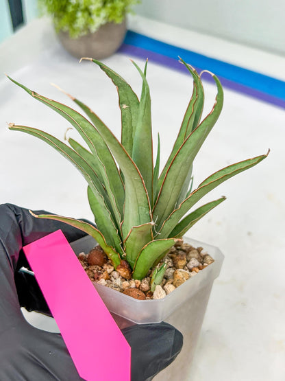 Sansevieria Stormy Silver (#PH6) | Rare Imported Hybrids