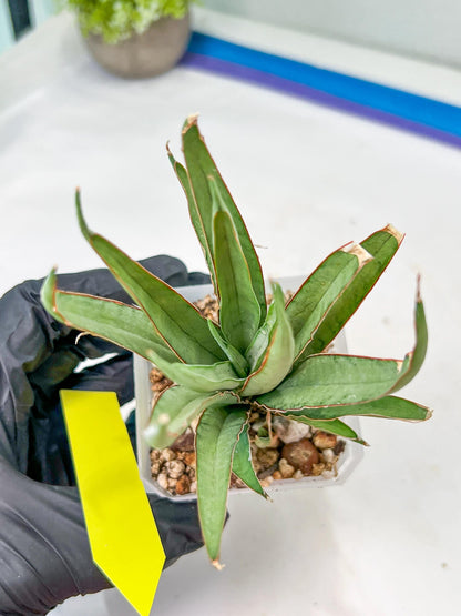 Sansevieria Stormy Silver (#PH6) | Rare Imported Hybrids