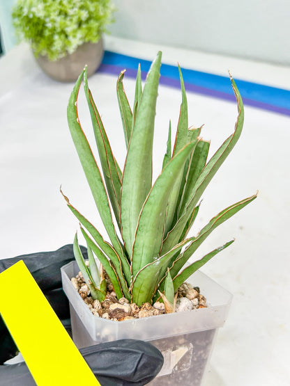 Sansevieria Stormy Silver (#PH6) | Rare Imported Hybrids