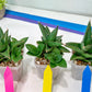 Sansevieria Bonny (PH9) | Rare Imported House Plants