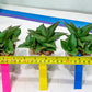 Sansevieria Bonny (PH9) | Rare Imported House Plants
