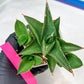 Sansevieria Bonny (PH9) | Rare Imported House Plants