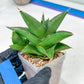 Sansevieria Bonny (PH9) | Rare Imported House Plants