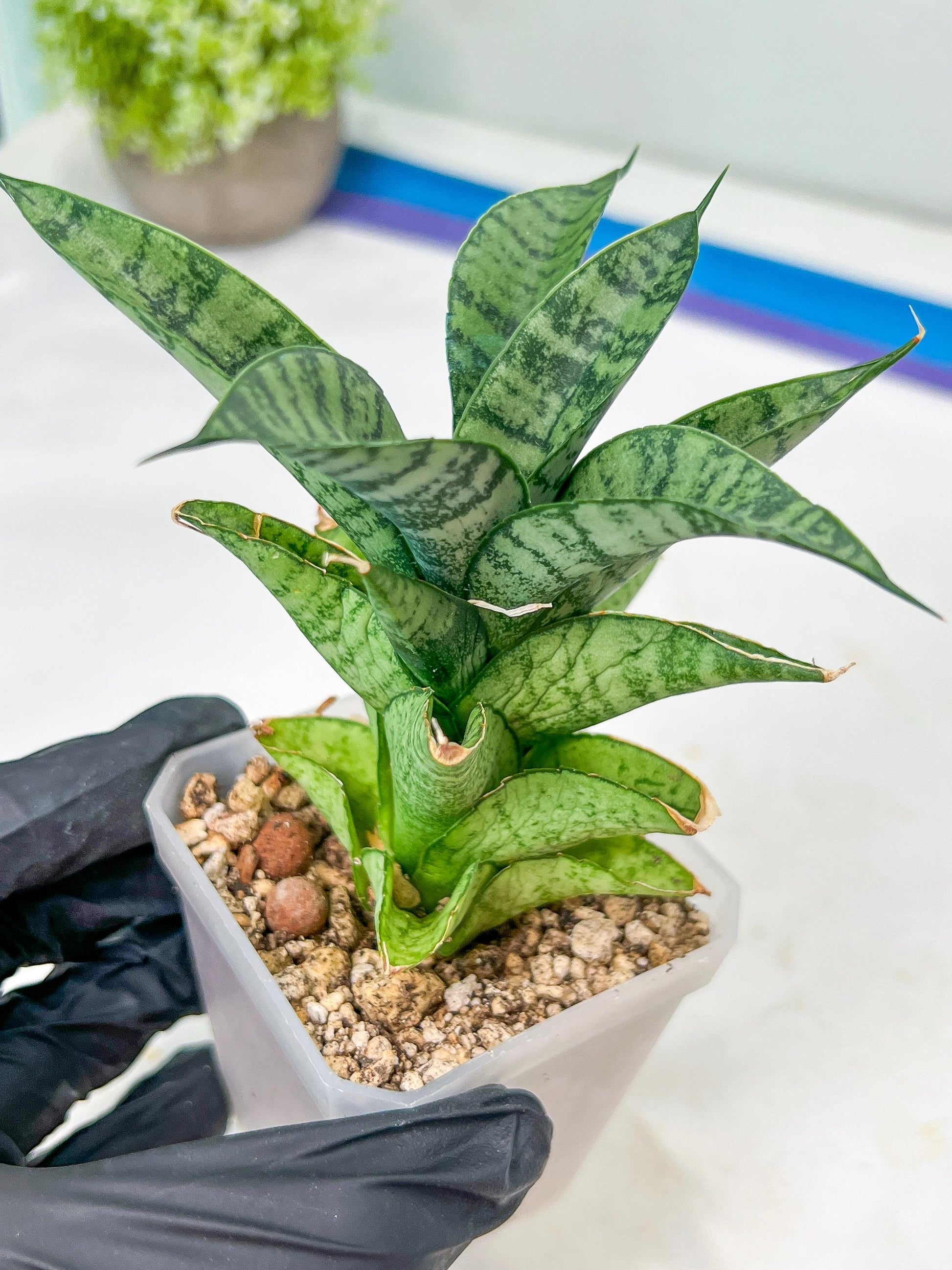 Sansevieria Piano (#PH10) | Rare Imported House Plants
