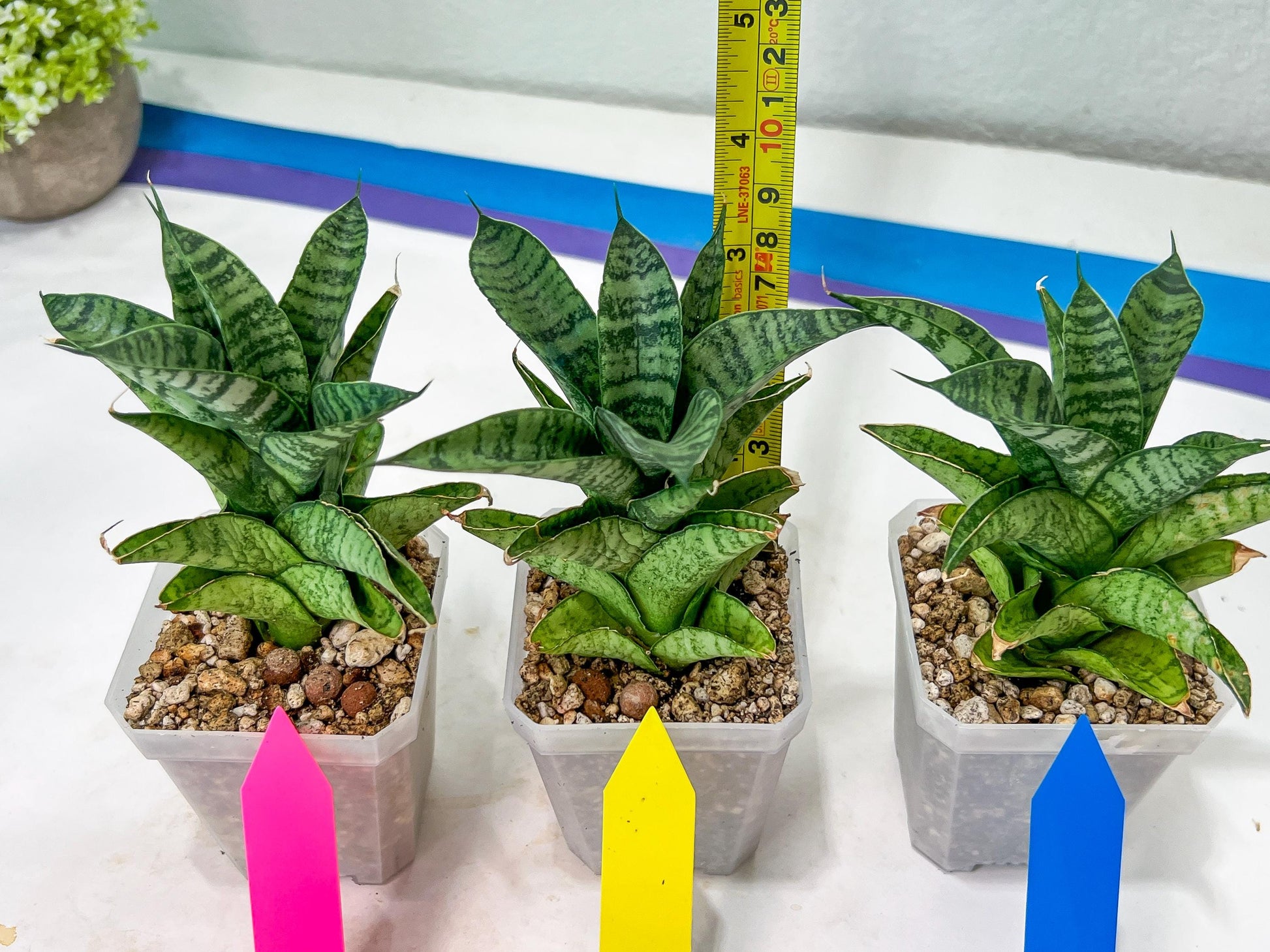 Sansevieria Piano (#PH10) | Rare Imported House Plants