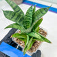 Sansevieria Piano (#PH10) | Rare Imported House Plants
