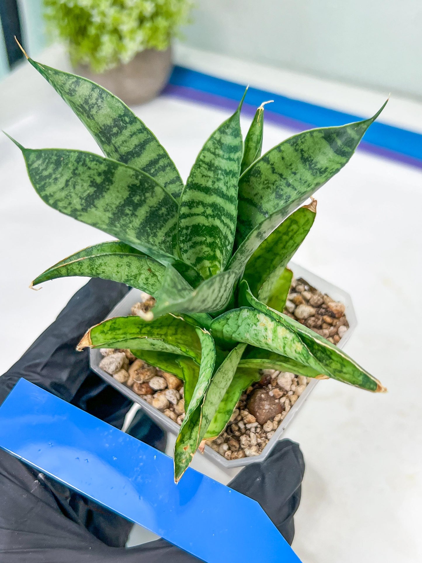Sansevieria Piano (#PH10) | Rare Imported House Plants