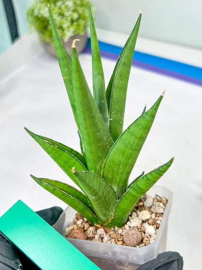 Sansevieria Silent Song (#PH11) | Rare Imported Hybrids