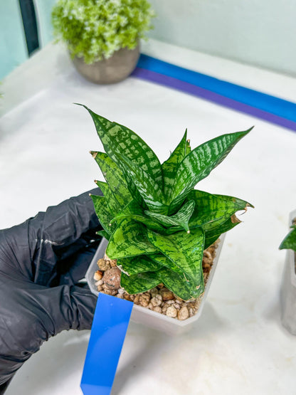 Sansevieria Ehrendel (#PH12) | Rare Imported House Plants