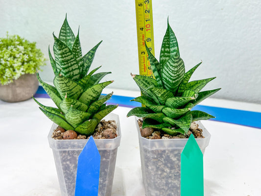 Sansevieria Ehrendel (#PH12) | Rare Imported House Plants