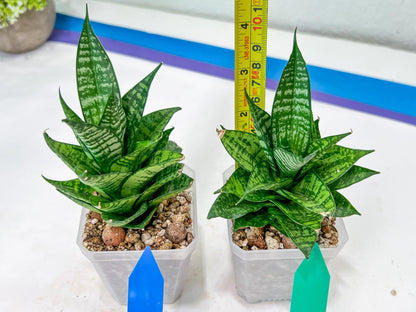 Sansevieria Ehrendel (#PH12) | Rare Imported House Plants