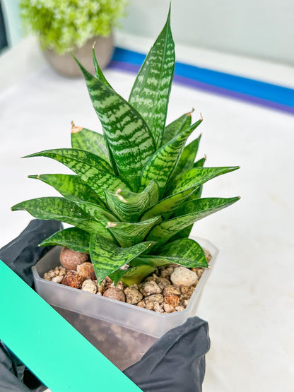 Sansevieria Ehrendel (#PH12) | Rare Imported House Plants