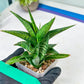 Sansevieria Icicle (#PH23) | Rare Imported House Plants