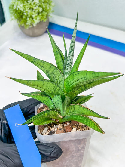 Sansevieria Icicle (#PH23) | Rare Imported House Plants