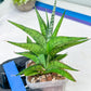 Sansevieria Icicle (#PH23) | Rare Imported House Plants