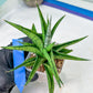 Sansevieria Icicle (#PH23) | Rare Imported House Plants