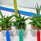 Sansevieria Icicle (#PH23) | Rare Imported House Plants