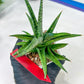 Sansevieria Icicle (#PH23) | Rare Imported House Plants