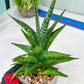 Sansevieria Icicle (#PH23) | Rare Imported House Plants