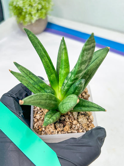 Sansevieria Hedgehog (#PH24) | Rare Imported Hybrids