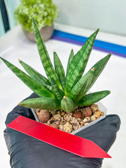 Sansevieria Hedgehog (#PH24) | Rare Imported Hybrids