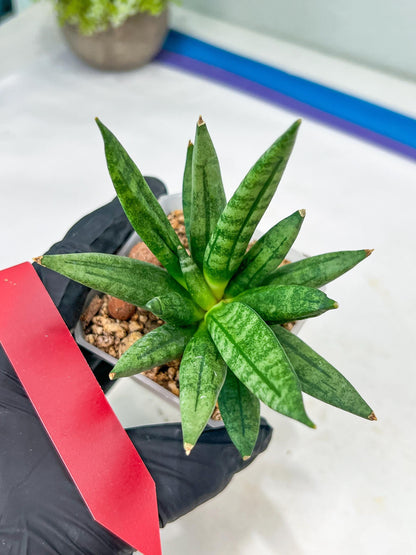 Sansevieria Hedgehog (#PH24) | Rare Imported Hybrids
