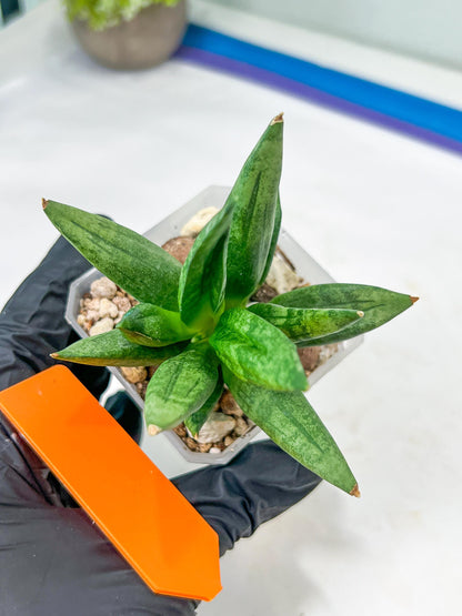 Sansevieria Hedgehog (#PH24) | Rare Imported Hybrids