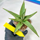 Sansevieria Chao Praya (PH26) | Rare Imported Hybrids
