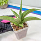 Sansevieria Chao Praya (PH26) | Rare Imported Hybrids