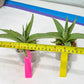Sansevieria Chao Praya (PH26) | Rare Imported Hybrids