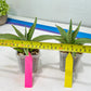 Sansevieria Chao Praya (PH26) | Rare Imported Hybrids
