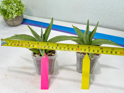 Sansevieria Chao Praya (PH26) | Rare Imported Hybrids