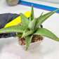 Sansevieria Chao Praya (PH26) | Rare Imported Hybrids