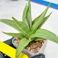 Sansevieria Chao Praya (PH26) | Rare Imported Hybrids